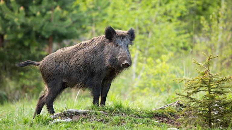 Urgent health warning issued after pigs with ‘neon blue’ flesh discovered Urgent health warning issued after pigs with ‘neon blue’ flesh discovered
