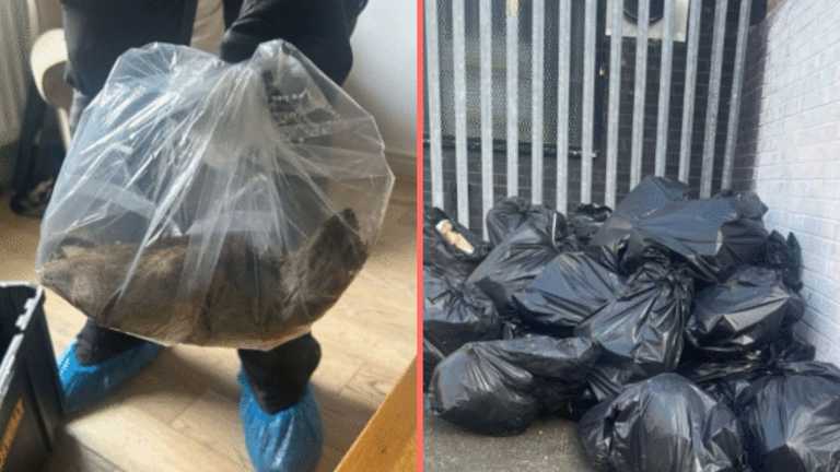 Monster 22-inch rat ‘bigger than a cat’ discovered in UK home Monster 22-inch rat ‘bigger than a cat’ discovered in UK home