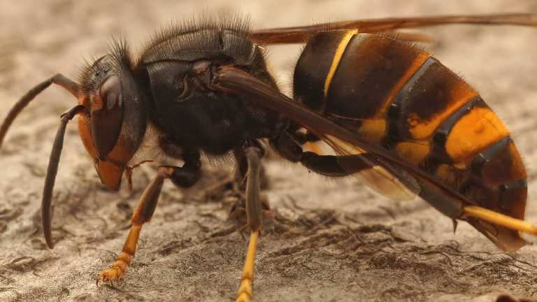 Biosecurity alert issued for Ireland after Asian hornets found Biosecurity alert issued for Ireland after Asian hornets found