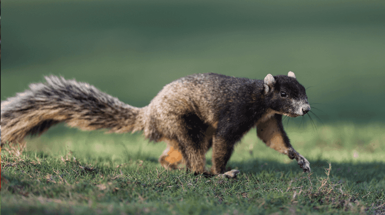 Experts issue warning after ‘zombie squirrels’ covered in warts discovered Experts issue warning after ‘zombie squirrels’ covered in warts discovered